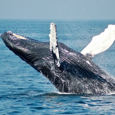 la ballena