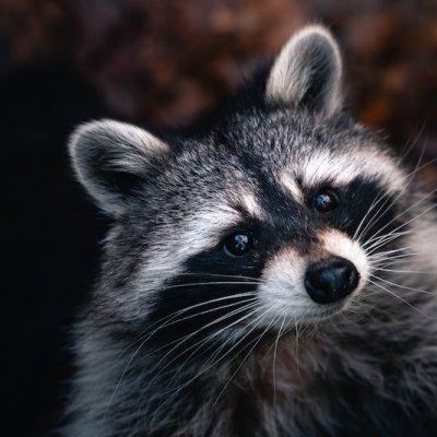 raccoon