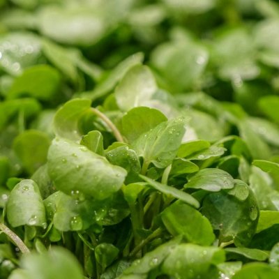 watercress