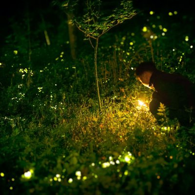 firefly