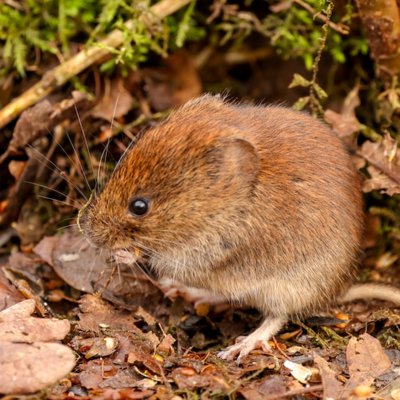 el ratón de campo