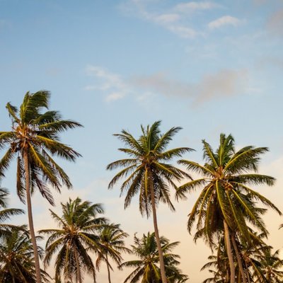 palm tree