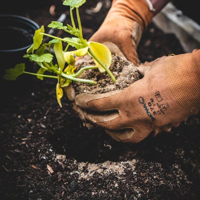 to plant
