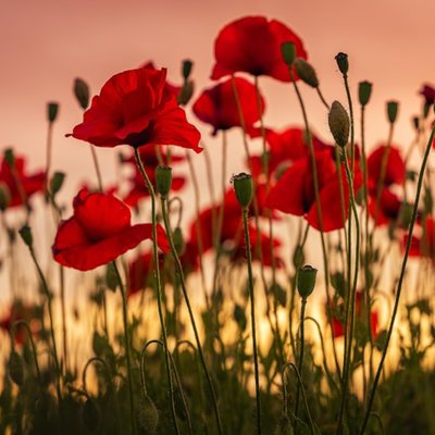 le coquelicot