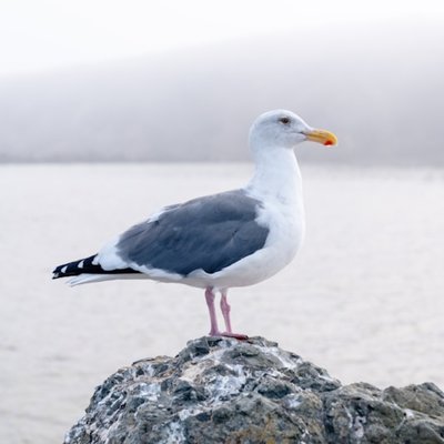 seagull