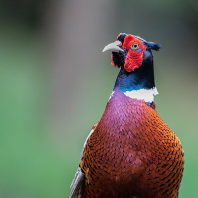 pheasant