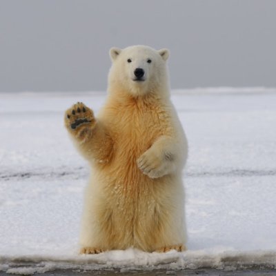 polar bear