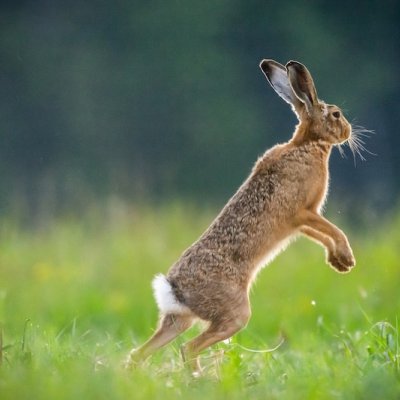 hare