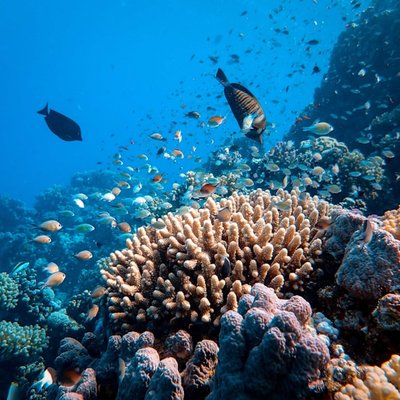 reef