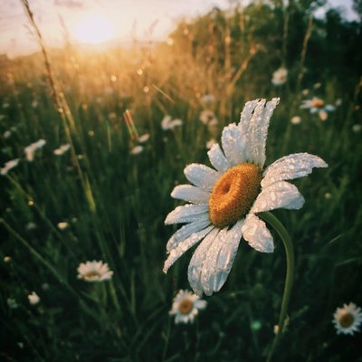 le solstice d'été
