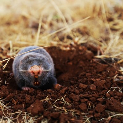 mole