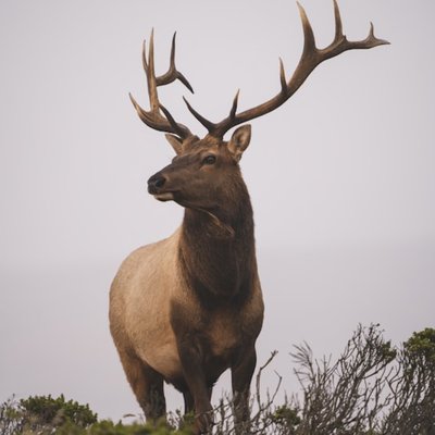 elk