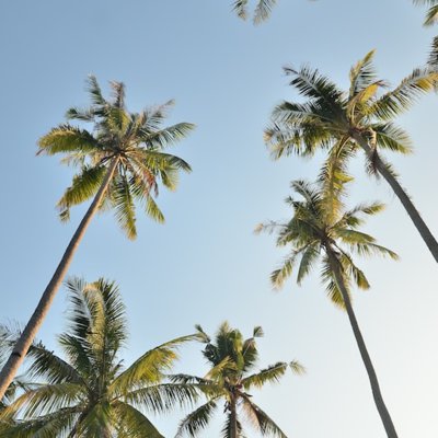 palm tree