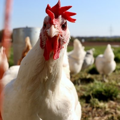 to cluck