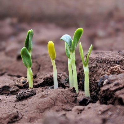 to sprout