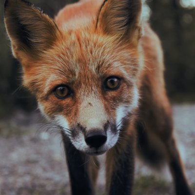 fox