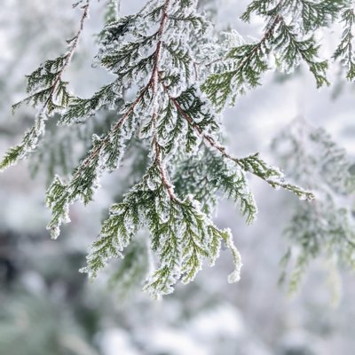 frost