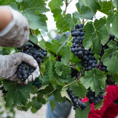grape harvest