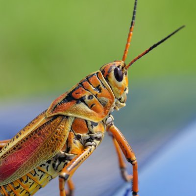 grasshopper