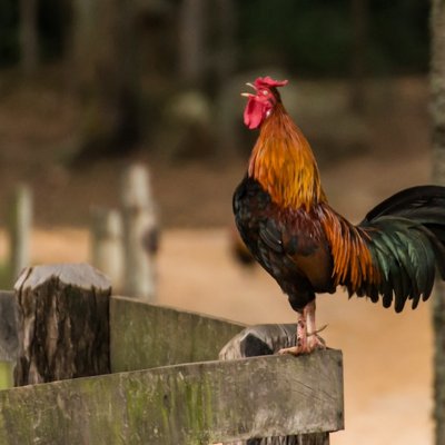 el gallo