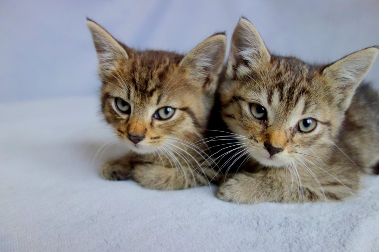 2 gatitos