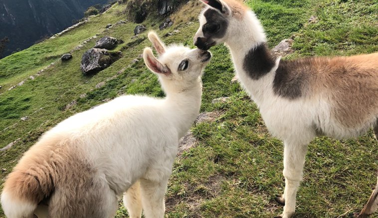 Alpaca1