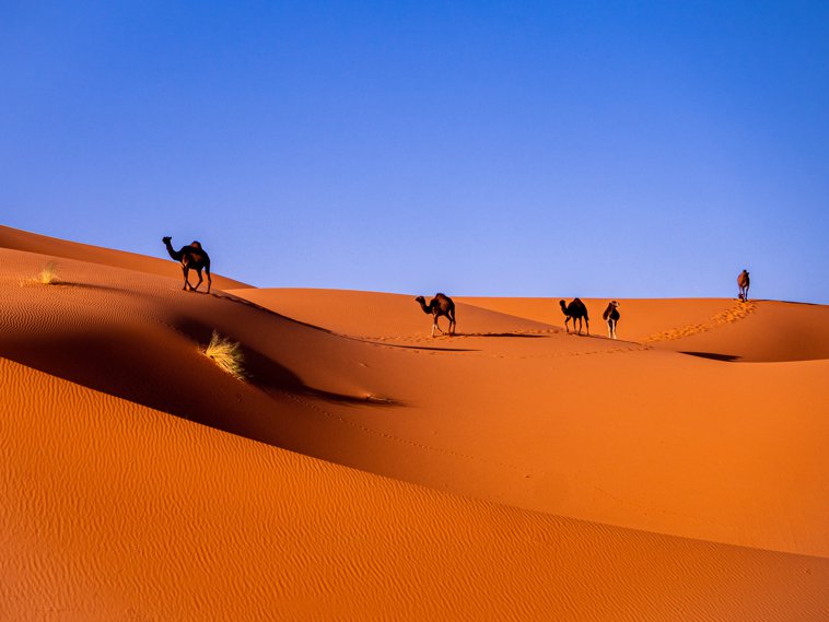 Camels Desert