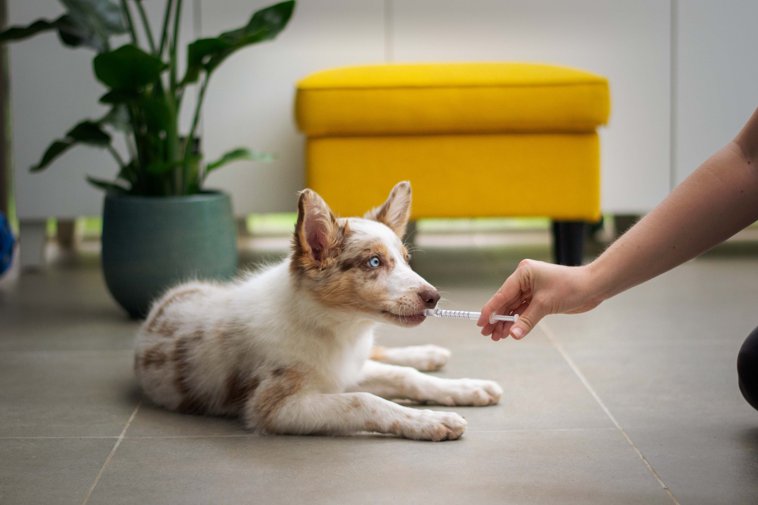 Dog and Medicine