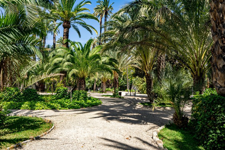 Elche Spain Palm Trees