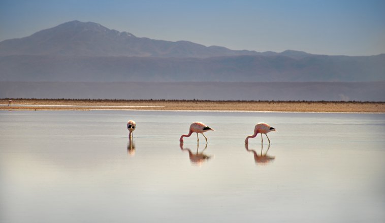 Flamingo1