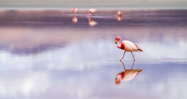 Flamingo2
