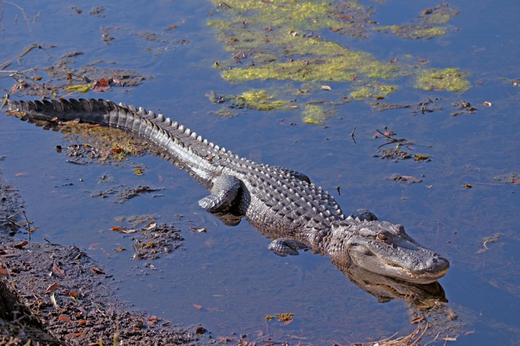 Gatorland alligator
