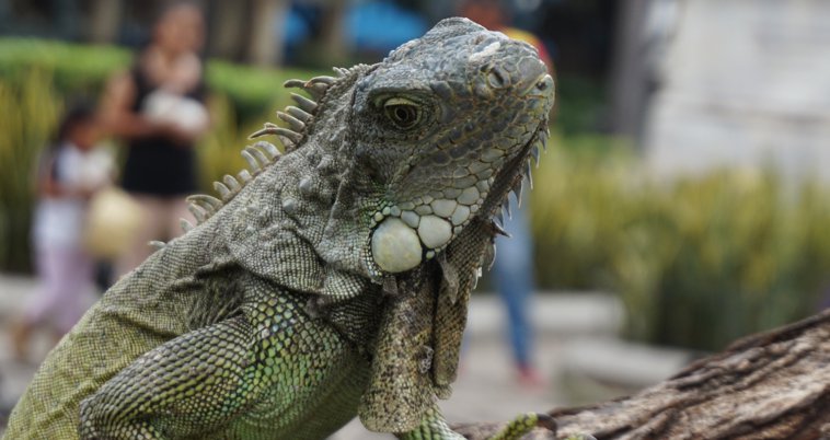 Iguana1