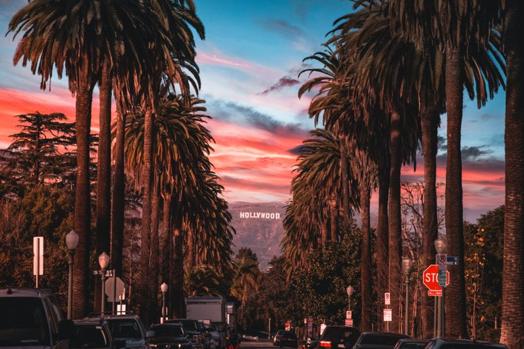 Los Angeles Palm Trees Hollywood