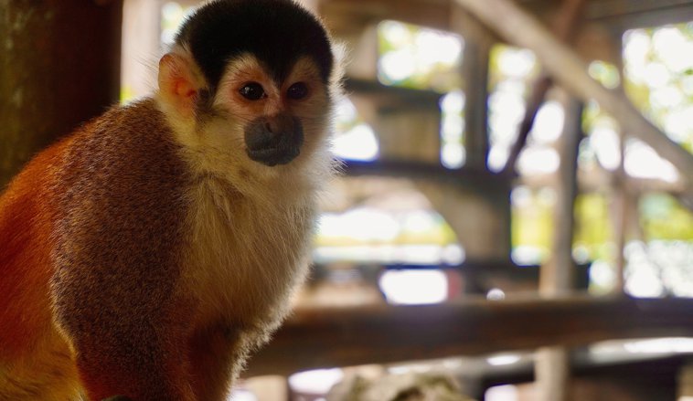 Panama Monkey
