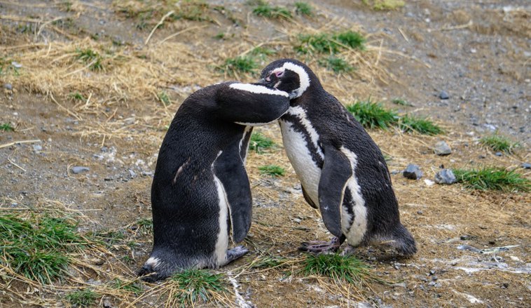 Penguins1
