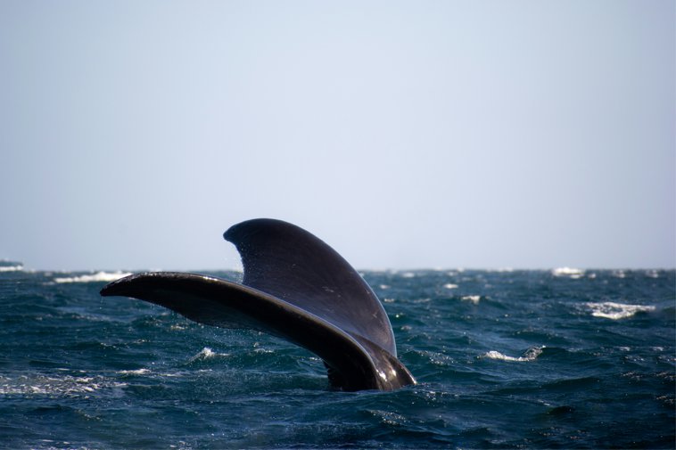 Puerto Madryn Whale