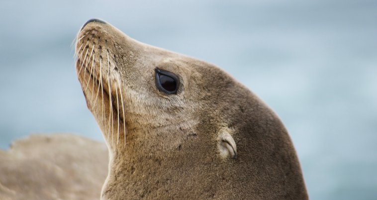 SeaLion