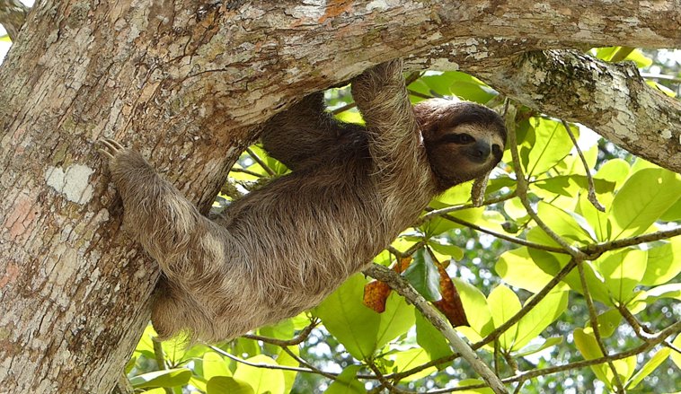 Sloth