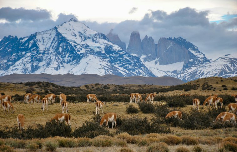Torres del Paine Guanacos