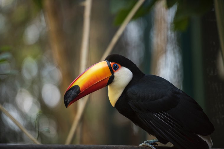 Tucan