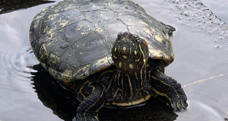 Turtle1