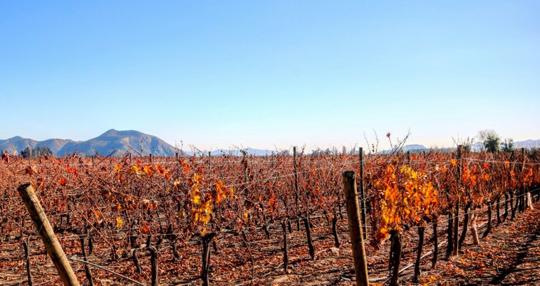 Vineyard Santiago