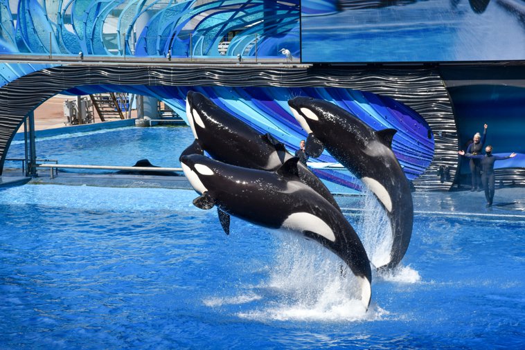 Whales Show