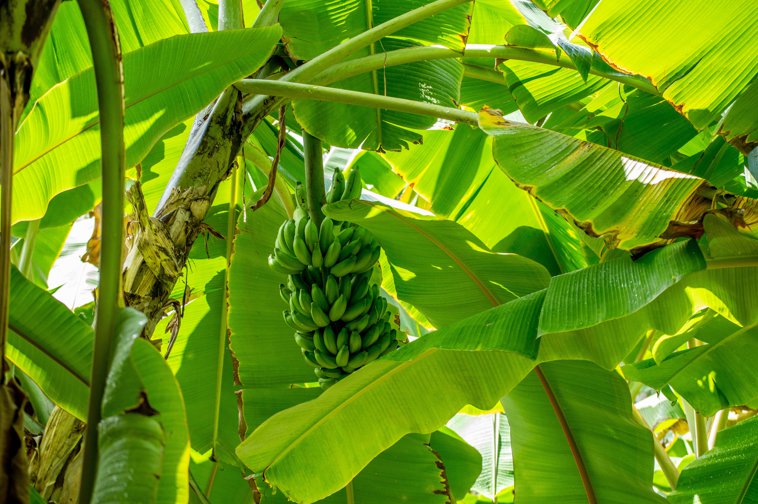 bananatree