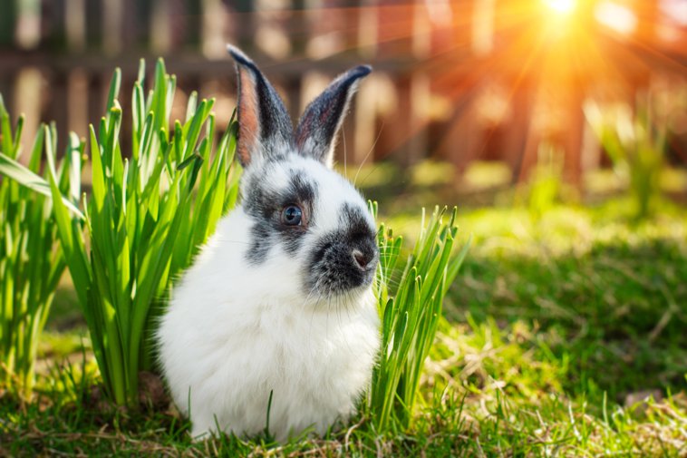 fluffy bunny