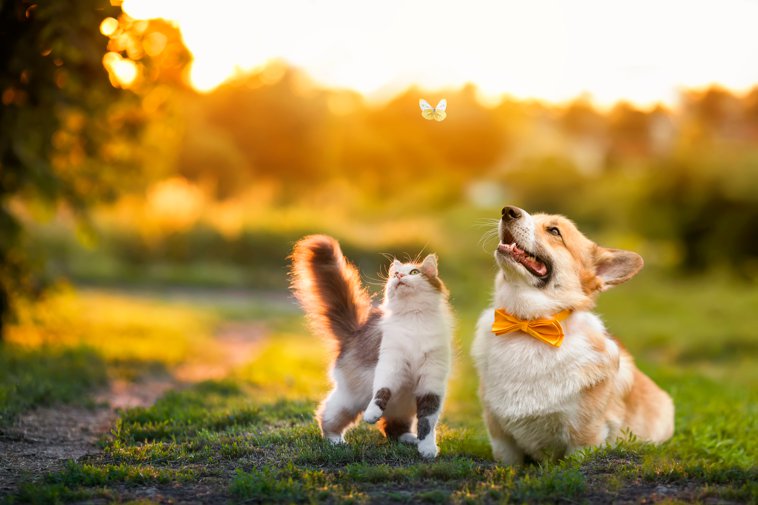dog and cat