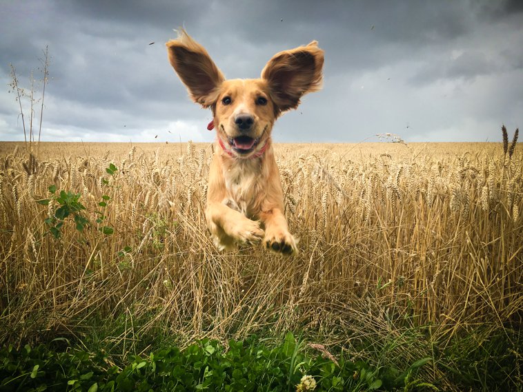 excited dog