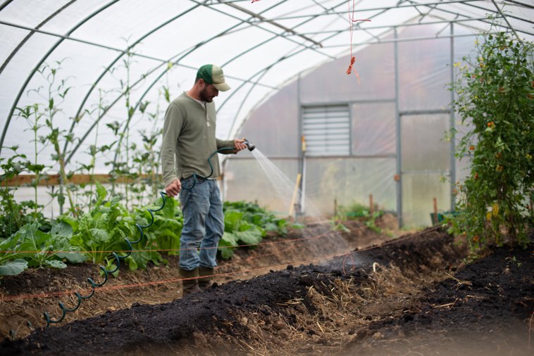 farmer watering in greenhouse