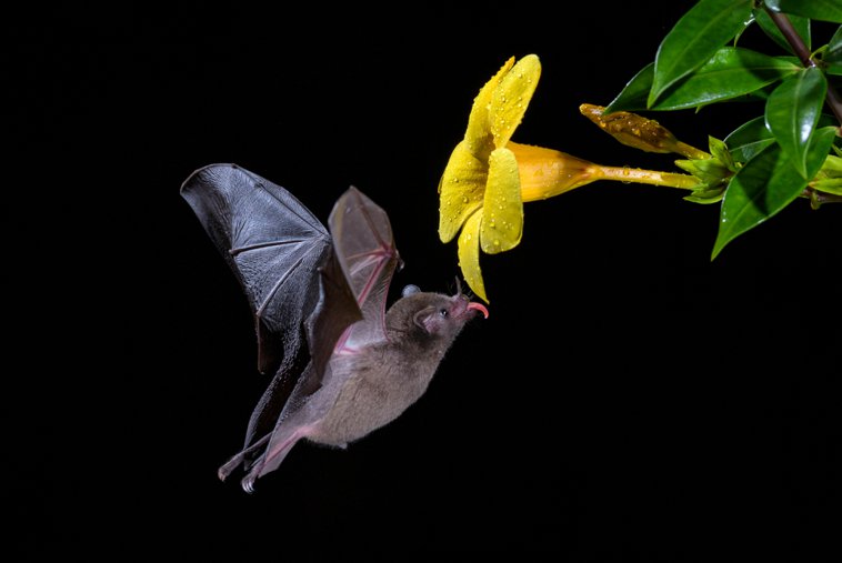 flowerbat